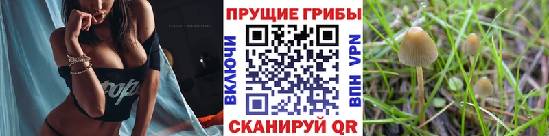 Купить закладки  Устюжна  Галлюциногенные грибы прущие грибы 